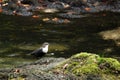 Eurasian Dipper Royalty Free Stock Photo