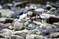 Eurasian dippers displaying on the river