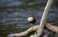 Eurasian dippers displaying on the river