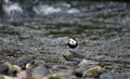 Eurasian dippers displaying on the river