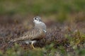 Eurasian dotterel