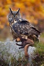 Eurasian Eagle with kill. Owl autumn photo. Eagle Owl in the nature forest habitat. Wildlife from nature with owl. Big Eurasian Ea Royalty Free Stock Photo