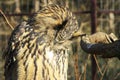 Eurasian Eagle-owl.