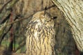 Eurasian Eagle-owl. Royalty Free Stock Photo