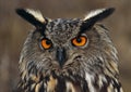 Eurasian Eagle-Owl Royalty Free Stock Photo