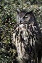 Eurasian eagle owl Royalty Free Stock Photo