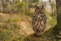 Eurasian Eagle Owl Royalty Free Stock Photo