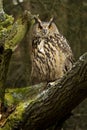 Eurasian Eagle Owl Royalty Free Stock Photo