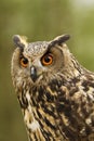 Eurasian Eagle Owl Royalty Free Stock Photo
