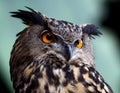 Eurasian Eagle Owl Royalty Free Stock Photo