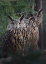 Eurasian eagle-owl Royalty Free Stock Photo