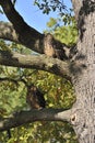 Eurasian Eagle Owl