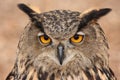 Eurasian Eagle Owl Royalty Free Stock Photo