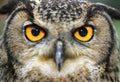 Eurasian Eagle Owl Royalty Free Stock Photo