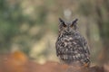 Eurasian eagle-owl in beaty blured forest background. Bubo bubo