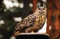 Eurasian eagle owl