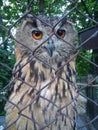 Beautiful and friendly owl in zoo