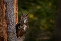 Eurasian Eagle Owl with big orange eyes, Germany. Bird in autumn wood, beautiful sun light between the trees. Wildlife scene from Royalty Free Stock Photo