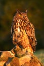 Eurasian Eagle Owl, bird sitting on the stone in the meadow with catch hedgehog. Beautiful rare owl in the nature habitat. Animal Royalty Free Stock Photo