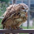 Eurasian Eagle-Owl Bubo bubo with a chick`s leg Royalty Free Stock Photo
