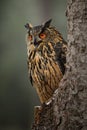 Eurasian Eagle-owl - Bubo bub Royalty Free Stock Photo