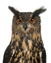 Eurasian Eagle-Owl, Bubo bubo, 15 years old