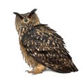 Eurasian Eagle-Owl, Bubo bubo, 15 years old