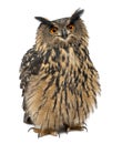 Eurasian Eagle-Owl, Bubo bubo, 15 years old