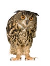 Eurasian Eagle Owl - Bubo bubo (22 months) Royalty Free Stock Photo