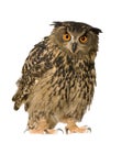 Eurasian Eagle Owl - Bubo bubo (22 months) Royalty Free Stock Photo