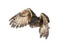 Eurasian Eagle-Owl, Bubo bubo Royalty Free Stock Photo