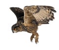 Eurasian Eagle-Owl, Bubo bubo Royalty Free Stock Photo