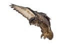 Eurasian Eagle-Owl, Bubo bubo