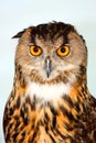 Eurasian Eagle Owl Bubo bubo