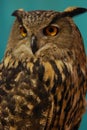 Eurasian Eagle Owl (Bubo bubo) Royalty Free Stock Photo