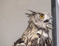 Eurasian Eagle-Owl, Bubo bubo Royalty Free Stock Photo