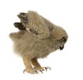 Eurasian Eagle Owl - Bubo bubo (6 weeks) Royalty Free Stock Photo