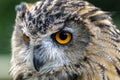 Eurasian Eagle-Owl (Bubo bubo)