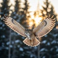 A Eurasian eagle-owl (*Bubo bubo*) is captured mid-flight against a backdrop of Royalty Free Stock Photo