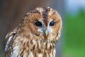 Eurasian Eagle Owl - Bubo bubo Royalty Free Stock Photo