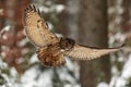 Eurasian eagle-owl Bubo bubo Royalty Free Stock Photo