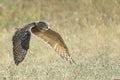 Eurasian Eagle owl Bubo bubo flying low above the grass. Noord Brabant in the Netherlands. Royalty Free Stock Photo