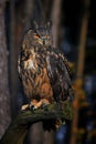 Eurasian Eagle Owl. Eagle Bubo bubo. Royalty Free Stock Photo