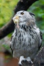 Eurasian eagle-owl Bubo bubo with hunted down prey is sitting on tree branch. Detail of the biggest european owl. Big night bird Royalty Free Stock Photo