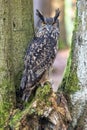 Eurasian eagle owl (Bubo Bubo) is looking at the camera Royalty Free Stock Photo