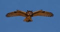 A Eurasian eagle-owl (Bubo bubo) is in mid-flight against a clear blue sky. Its wings Royalty Free Stock Photo