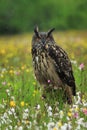 Eurasian Eagle Owl, Bubo bubo, perched on rotten mossy stump in colorful flowered meadow. Wildlife scene from summer nature.