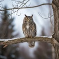 A Eurasian eagle owl Bubo bubo perched on a snow covered tree branch Royalty Free Stock Photo