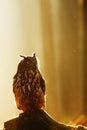 Male Eurasian eagle-owl Bubo bubo portrait in strong backlight Royalty Free Stock Photo