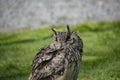 Eurasian eagle-owl Bubo bubo is sitting in the grass. Detail of the biggest european owl Royalty Free Stock Photo